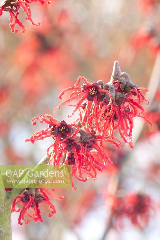 Portrait of Witch Hazel, Hamamelis intermedia Rubin 