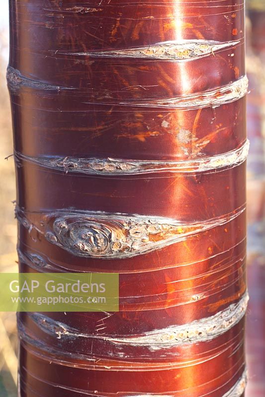 Bark of the Tibetan cherry, Prunus serrula 