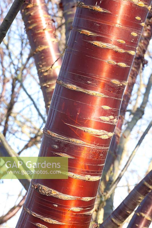 Bark of the Tibetan cherry, Prunus serrula 