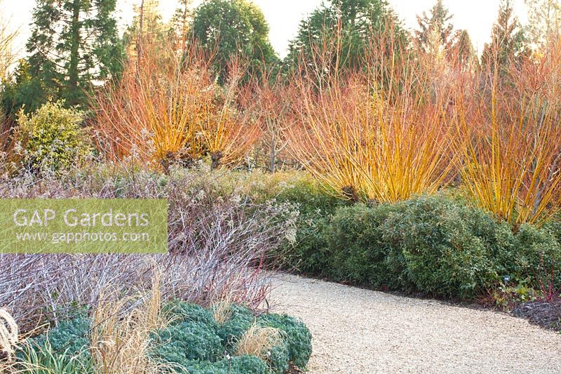 Willow and ornamental blackberry in the winter garden, Salix alba, Rubus thibetanus Silver Fern, Ruta graveolens 