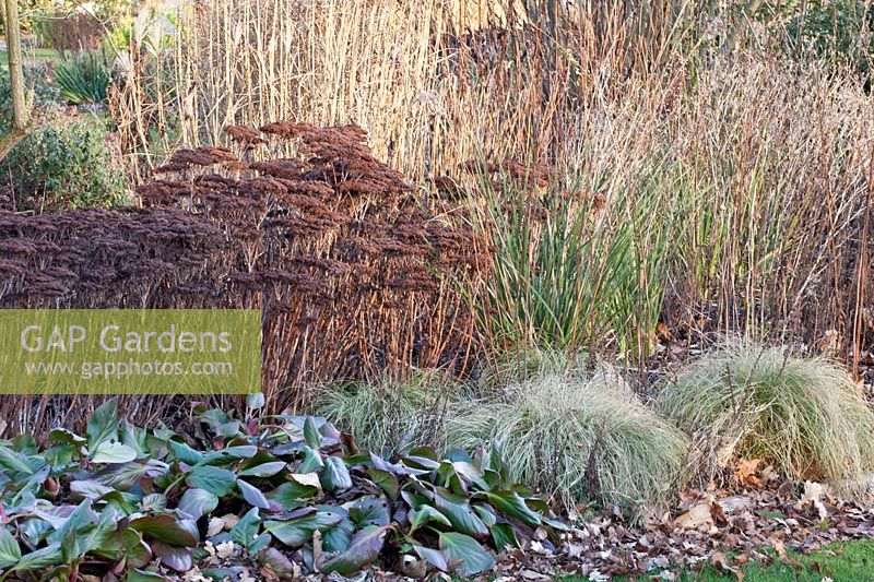 Perennials and grasses in winter, Sedum, Bergenia, Carex Frosted Curls 