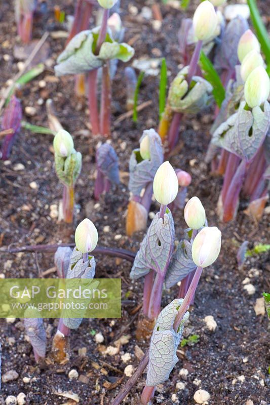 Sprouting of Canadian bloodroot, Sanguinaria canadensis 