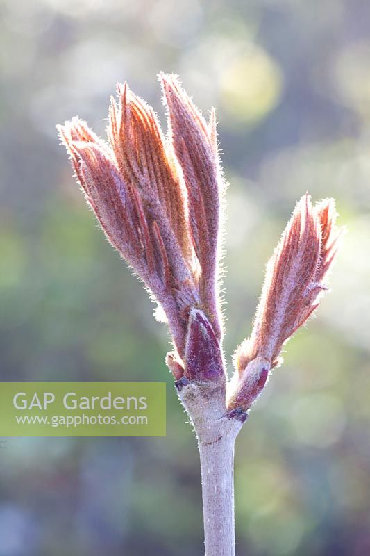 Sprouting of rowan, Sorbus esserteauana Flava 