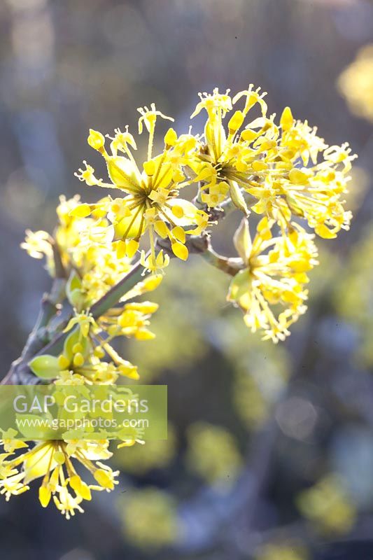 Blossom of the Cornelian cherry, Cornus mas Schönbrunner Gourmetdirndl 