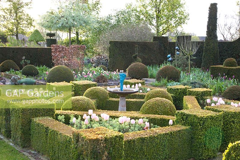 Formal garden with tulips, Tulipa New Design, Artemisia abrotanum 