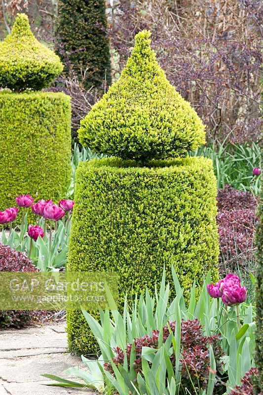 Topiary in the garden, Buxus sempervirens, Tulipa Blue Diamond 