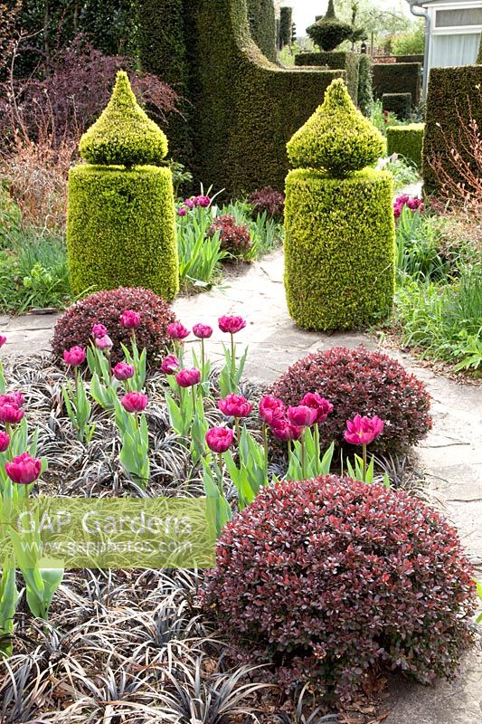 Formal Garden, Tulipa Blue Diamond, Buxus, Berberis thunbergii Atropurpurea Nana, Ophiopogon Nigrescens 