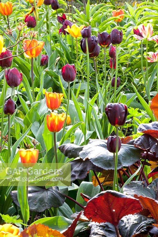 Combination with bulbous flowers, Tulipa Flaming Spring Green, Tulipa Queen of Night, Tulipa Ronaldo, Ligularia dentata 