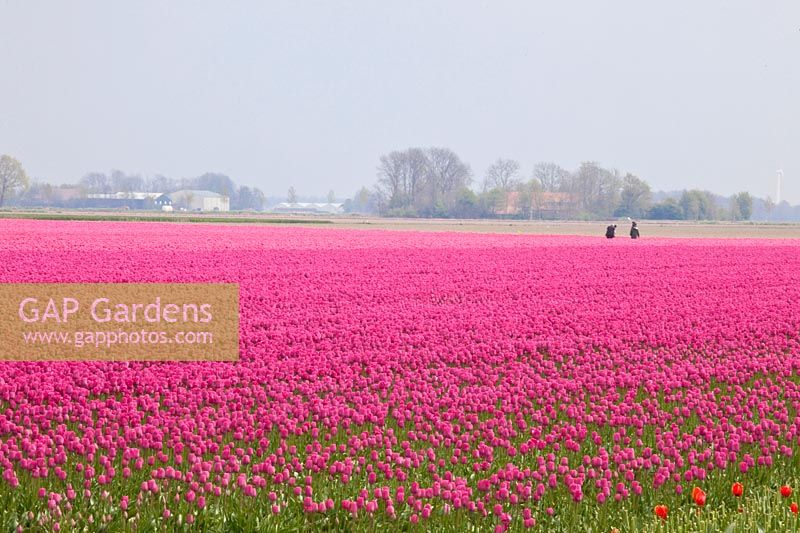 Tulip fields in Holland 