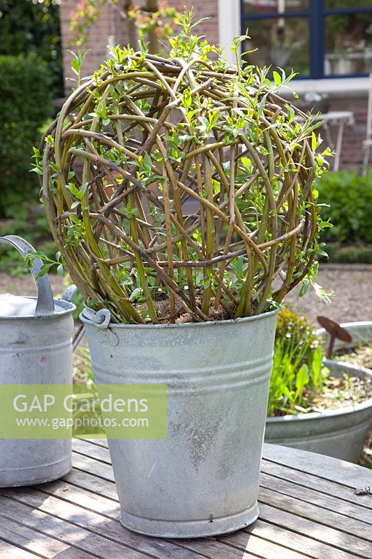 DIY, ball made of living willow, growing in a pot, Salix, Step 7 
