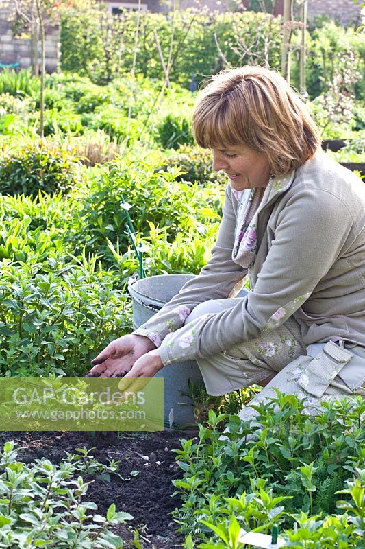 Woman spreads compost around perennials 