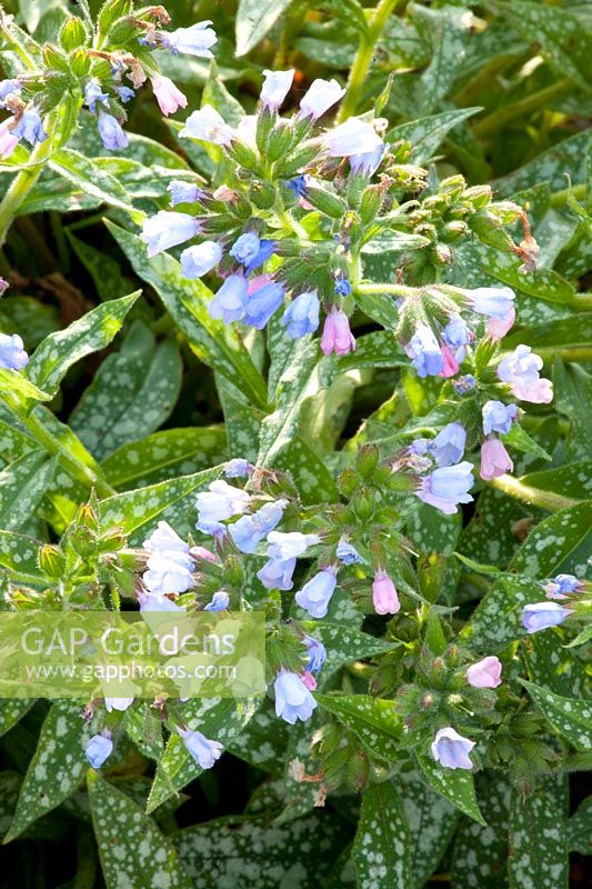 Portrait Lungwort, Pulmonaria 