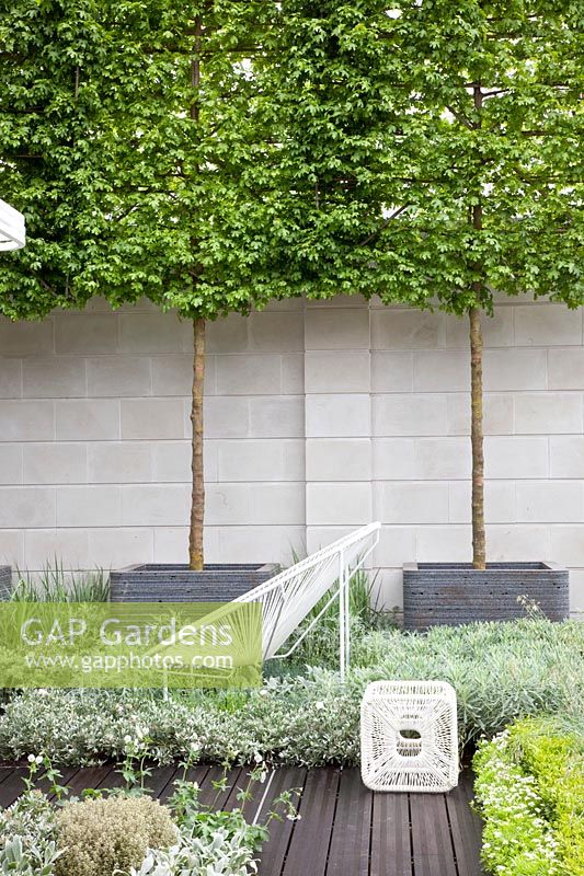 Modern garden with potted trees, Acer campestre, Euphorbia Silver Swan, Convulvulus cneorum, Galium odoratum 