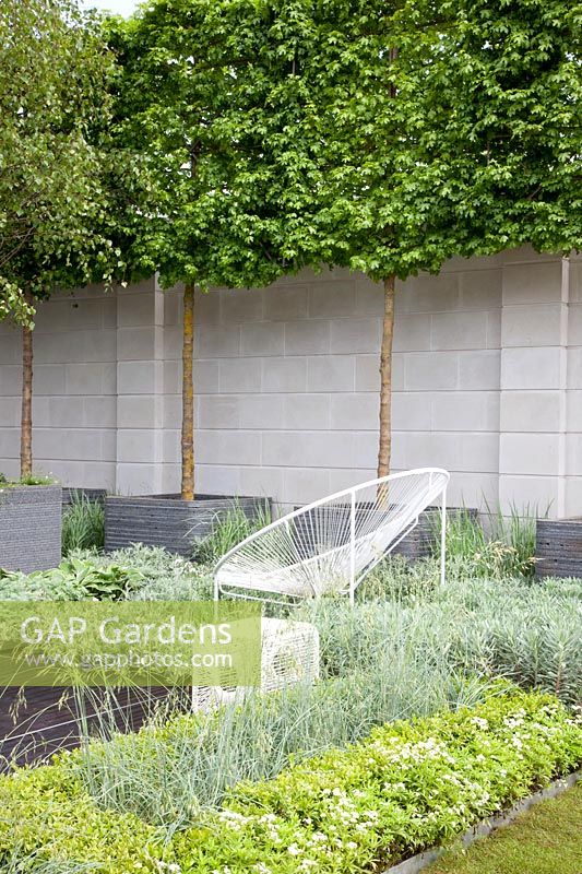 Modern garden with potted trees, Acer campestre, Euphorbia Silver Swan, Convulvulus cneorum, Galium odoratum 