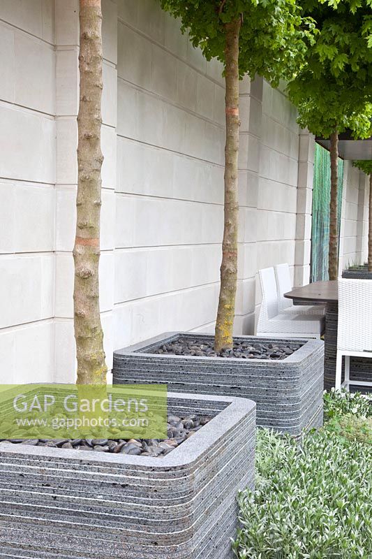 Modern roof garden with potted trees, Acer campestre 
