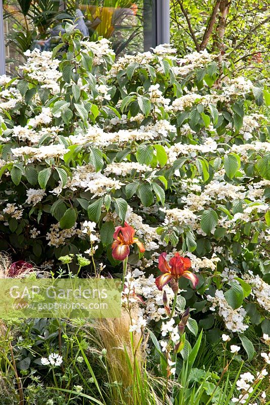 Snowball and grasses, Viburnum plicatum, Stipa tenuissima, Iris barbata Bronze 