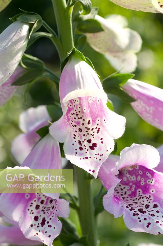 Portrait Foxglove, Digitalis purpurea Foxy 