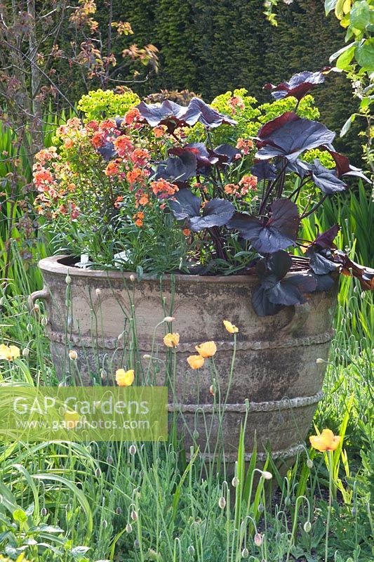Pot with perennials, Euphorbia martinii, Erysimum Apricot Twist, Ligularia dentata 