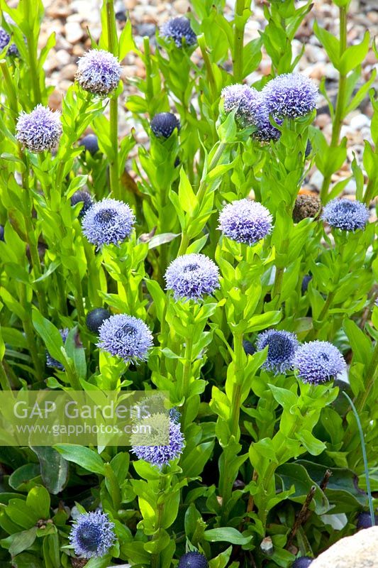 Portrait of globeflower, Globularia punctata 