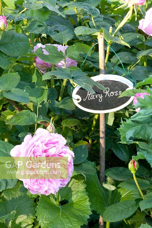Plant label with rose, Rosa Mary Rose 