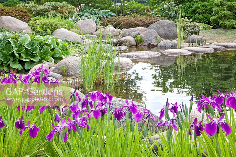 Pond bank with Japanese iris, Iris ensata 