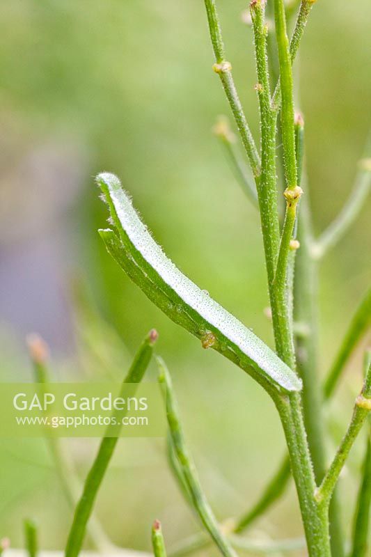 Caterpillar of the Aurora butterfly on the night violet forage plant, Anthocharis cardamines 