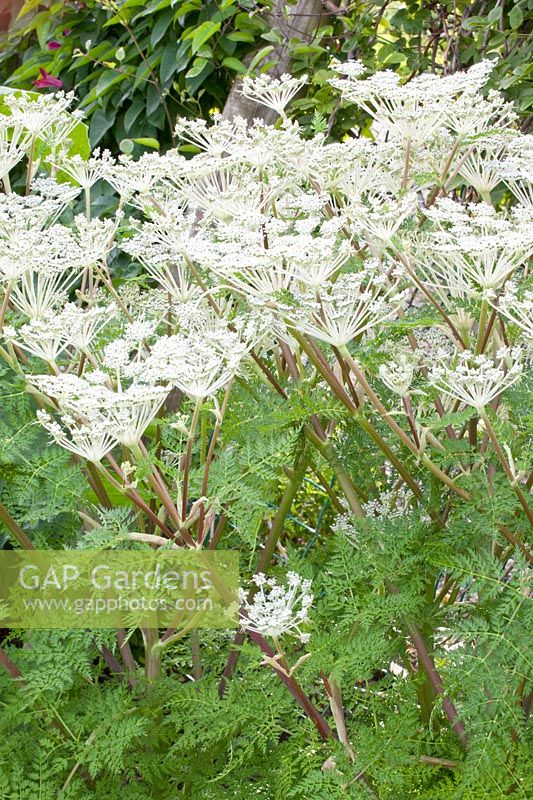 Cow Parsley,Silge, Selinum tenuifolium 