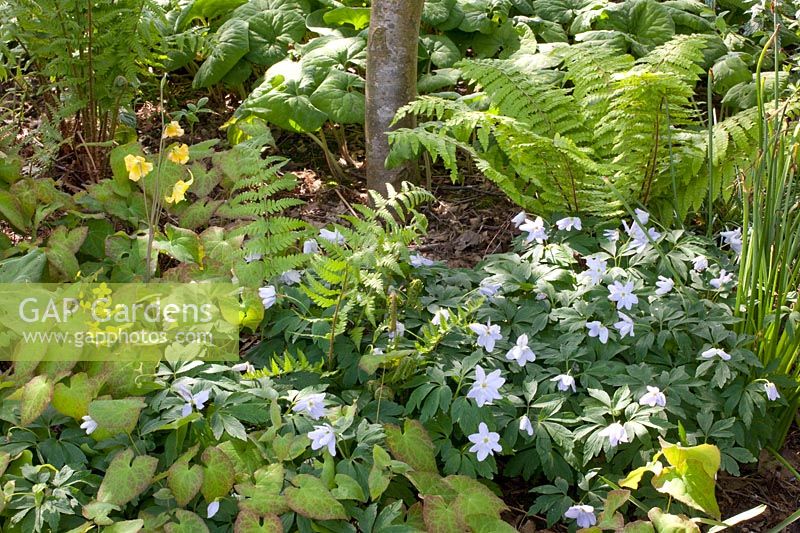 Ground cover in the shade, Anemone nemorosa Robinsoniana, Epimedium 