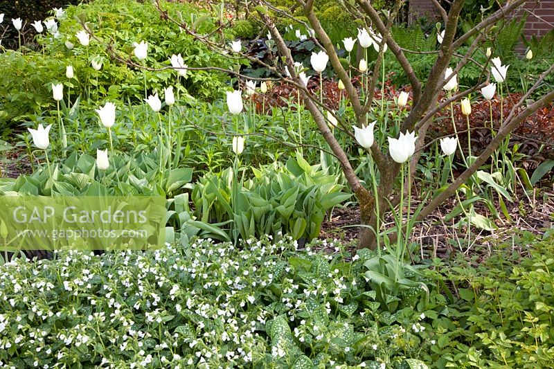 Bed with ground cover, Pulmonaria Sissinghurst White, Tulipa White Triumphator 