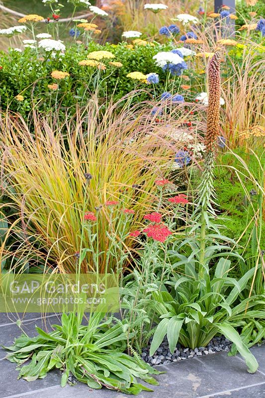 Grasses and perennials, Anemanthele lessoniana 