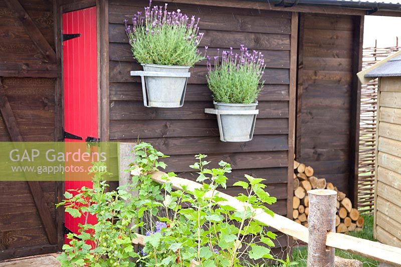 Currants on the fence, Ribes rubrum, Lavandula stoechas 