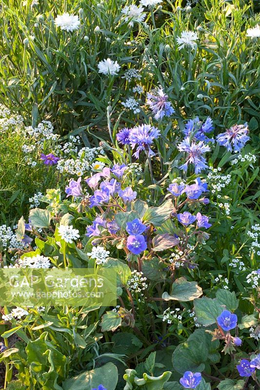 Flower mixture bed edging blue and white from Kiepenkerl, Centaurea, Iberis, Lobularia 