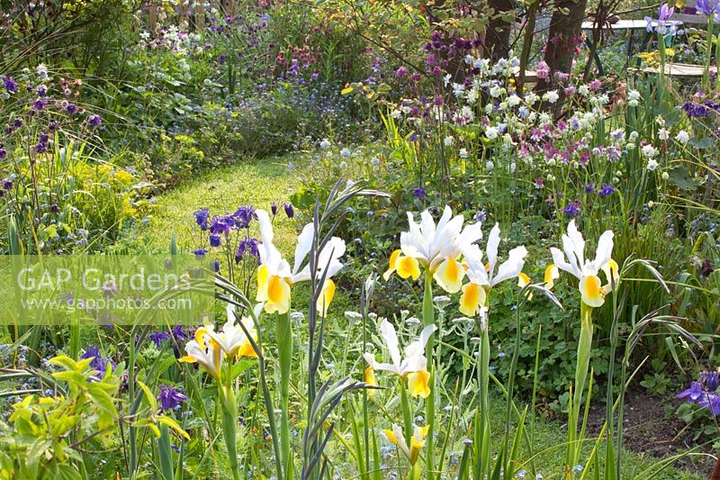 Cottage garden, Aquilegia, Iris hollandica Apollo 