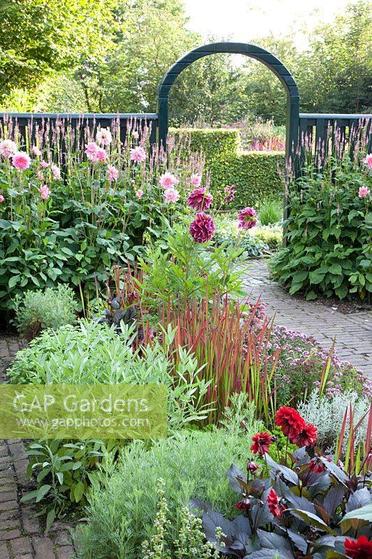 Dahlia Gerrie Hoek,Persicaria amplexicaulis Rosea, Imperata cylindrica Red Baron,Salvia,Artemisia abrotanum,Origanum vulgare Compactum 