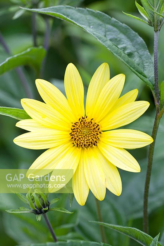 Portrait Sunflower, Helianthus microcephalus Lemon Queen 