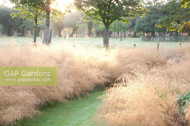 Hairgrass, Deschampsia cespitosa Goldtau 