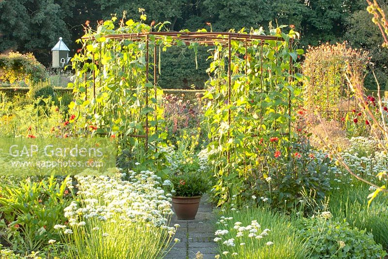 Trellis with runner beans, Phaseolus vulgaris 