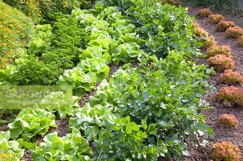 Bed with lettuce, celery, parsley, marigolds, Lactuca sativa, Apium, Petroselinum, Tagetes tenuifolia 
