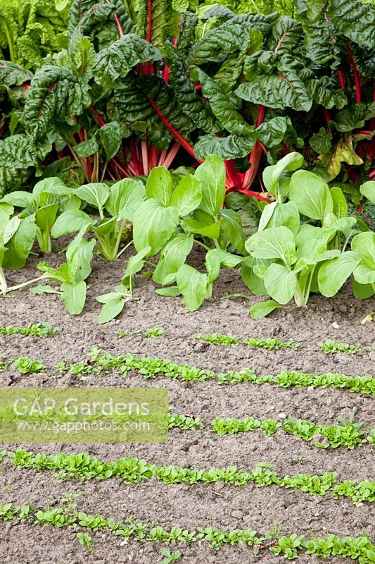 Bed with chard, pak choi and lamb's lettuce, Beta vulgaris, Brassica rapa, Valerianella locusta 