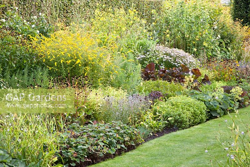 Bed with perennials in autumn, Kalimeris incisa Madiva, Ligularia, Gaura, Rudbeckia, Solidago Fireworks, Calamintha nepeta 