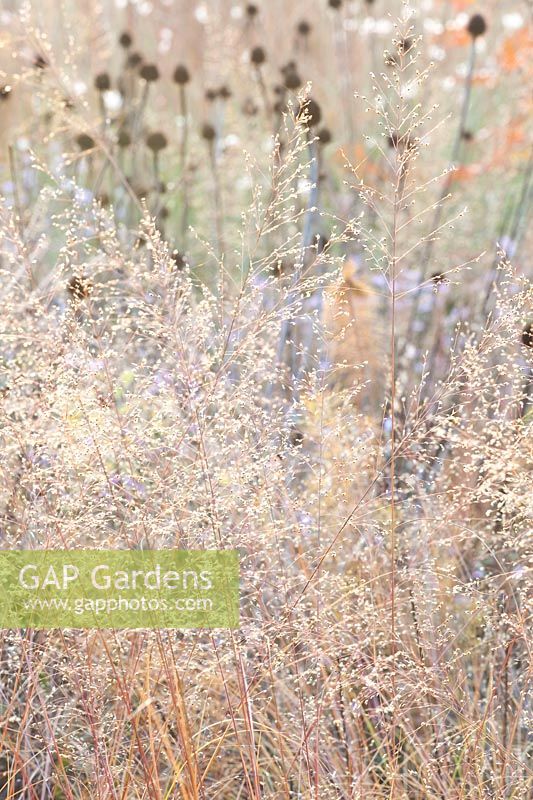 Seed head of coneflower and dewdrop grass, Sporobolus heterolepis 