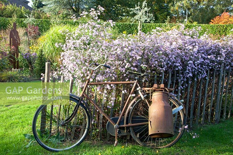 Smooth-leaf aster and old bicycle, Aster Vasterival 