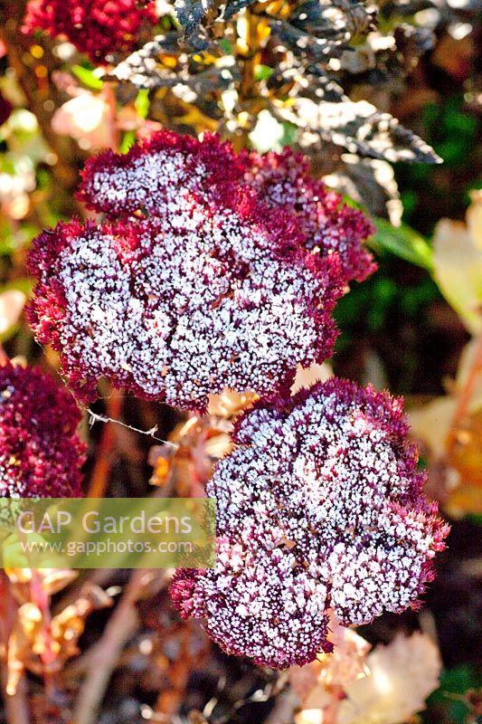 Stonecrop in frost, Sedum Herbstfreude 