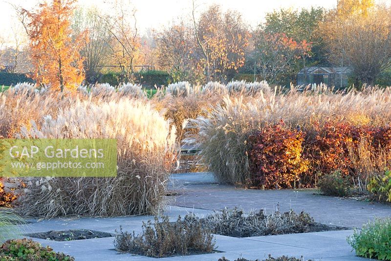 Grasses in November, Miscanthus 