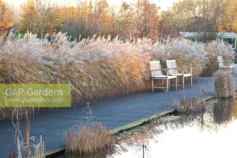 Grasses in November, Miscanthus sinensis 