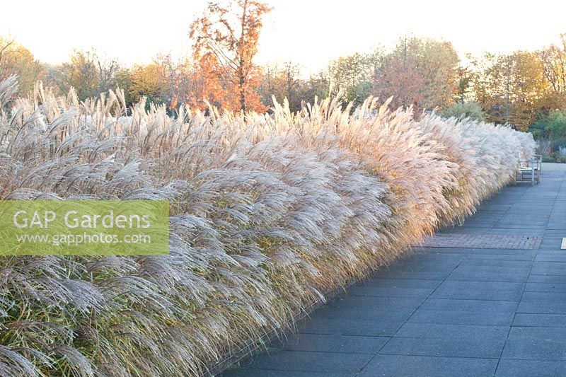 Grasses in November, Miscanthus sinensis 