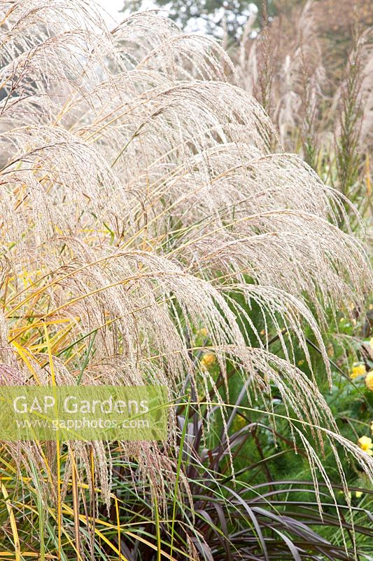 Chinese silver grass, Miscanthus sinensis Flamingo 