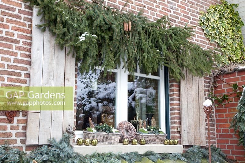 Decorated window in winter with spruce branches, Picea 