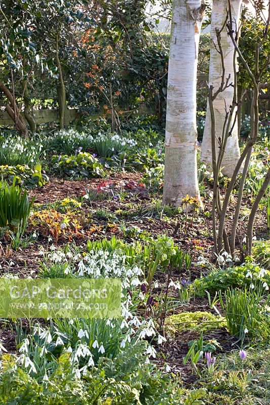 Woodland garden in spring, Eranthis hyemalis, Galanthus, Helleborus orientalis, Betula utilis 