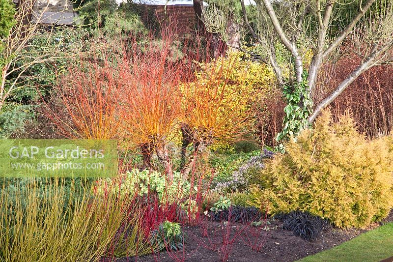 Bed in winter, Prunus davidiana Alba, Erica carnea, Cornus alba Sibirica, Cornus stolonifera Flaviramea, Salix alba Chermesina, Erica erigena Brightness, Carex montana 